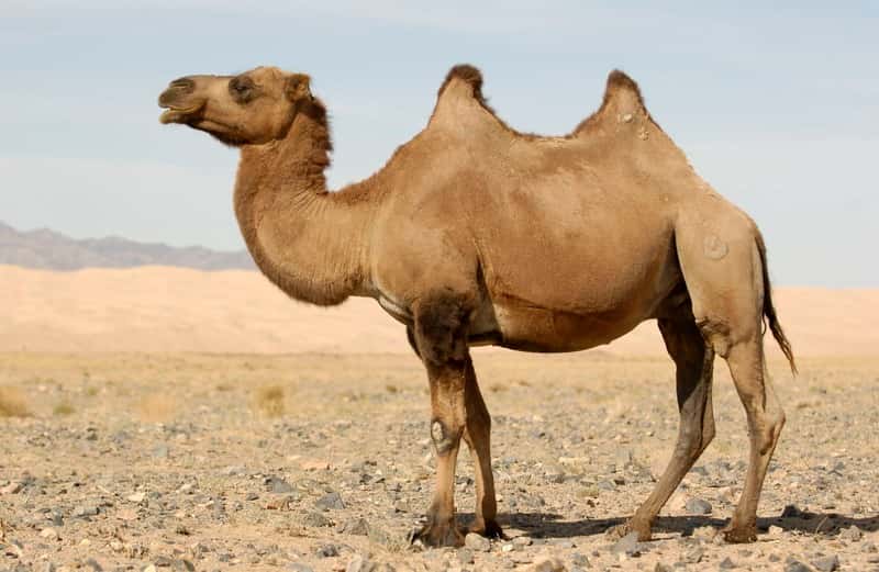 Définition Chameau de Bactriane Camelus bactrianus